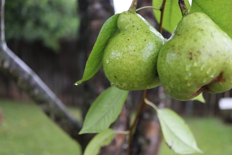 Fruit-bearing Trees